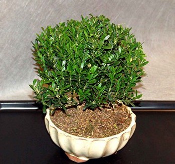 Bonsai Buxus Hayrlandii