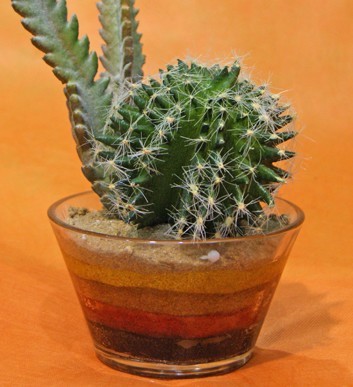 Cactus in bicchiere