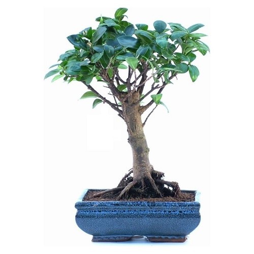 Bonsai Ficus Formosanum a palla