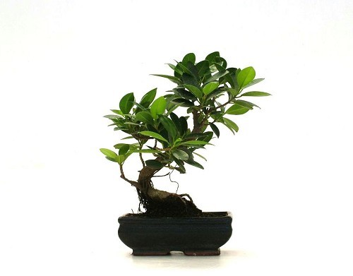 Bonsai Ficus Formosanum a palchi