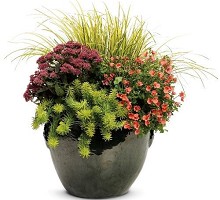 Le piante in vaso