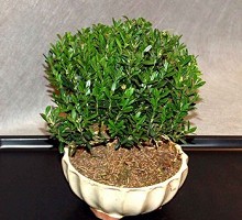 Piante Bonsai Bonsai Buxus Hayrlandii  Crespi Bonsai