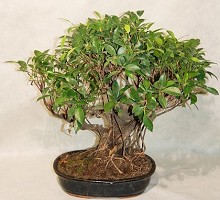 Ficus Retusa  Crespi Bonsai