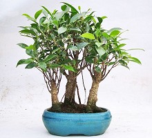 Piante Bonsai <span>Crespi Bonsai</span><br />Bonsai Ficus Retusa Bosco